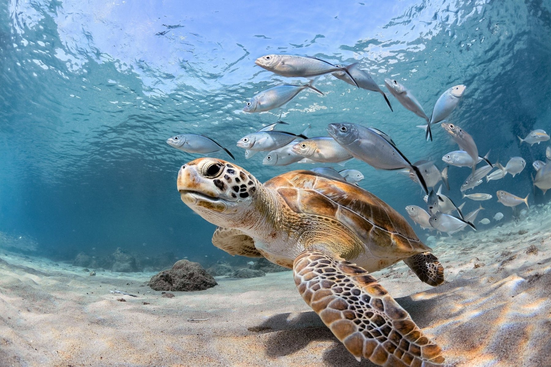 Decoding Reef-Safe Sunscreen: Your Guide to Responsible Sun Protection - divecampus