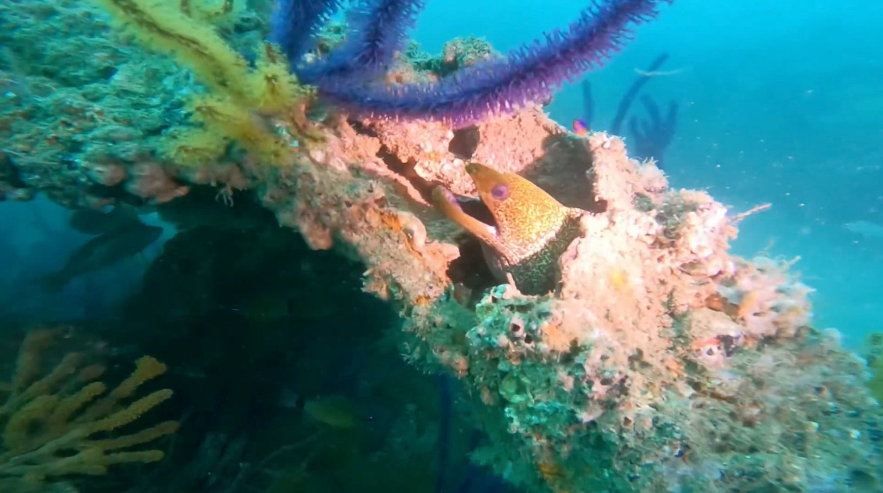 UAE Dive Sites - Our top picks! - divecampus