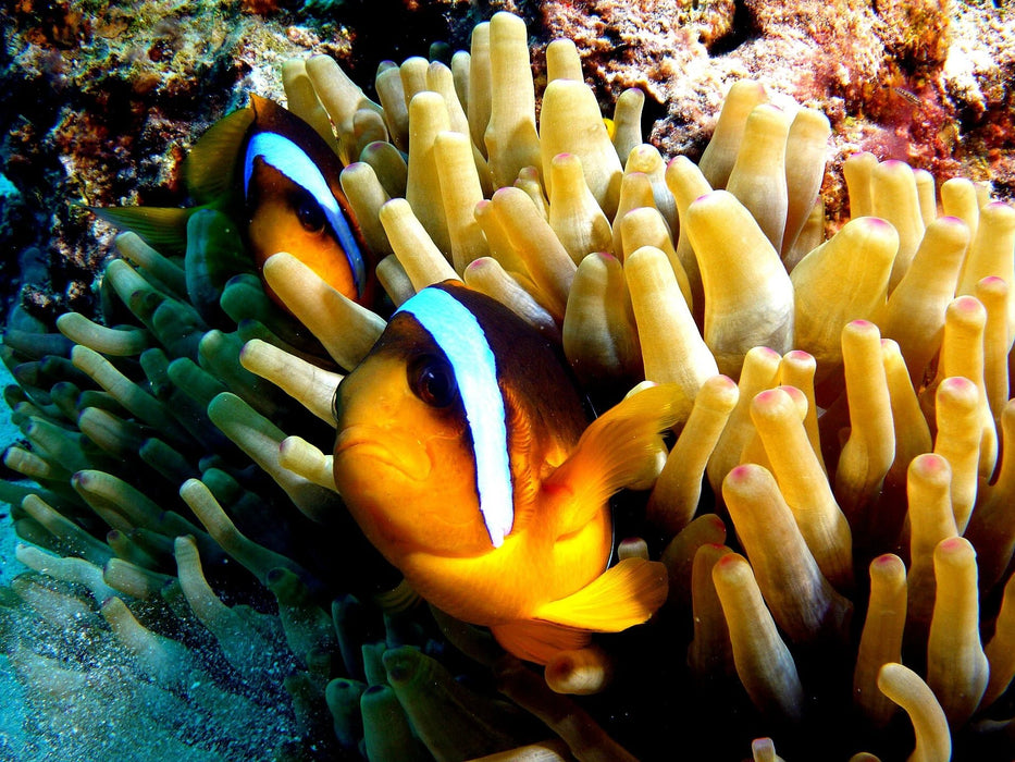 Fun dive at Fujairah with full equipment 75mins-drive-from-dubai - divecampus