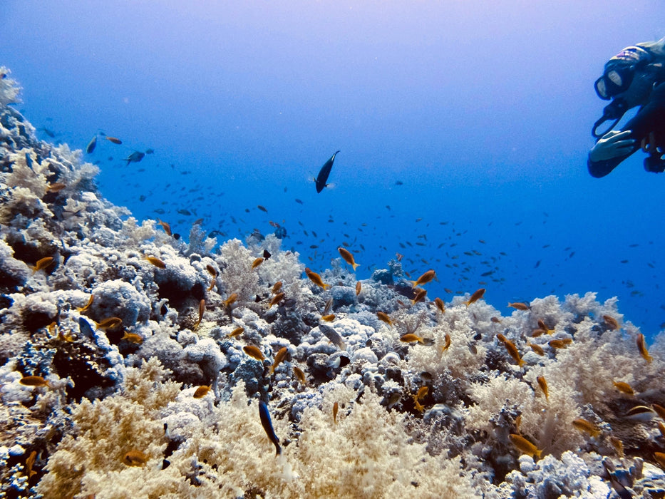 PADI Scuba Diver Course - Fastest way to get the PADI license! - divecampus