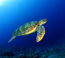 5 Myths about Scuba Diving - The UAE Edition - divecampus