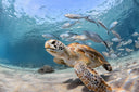 Decoding Reef-Safe Sunscreen: Your Guide to Responsible Sun Protection - divecampus