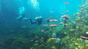 Mystical Cenotes of Mexico - March 2024 | 8 Nights, 14 dives