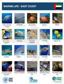 Fun dive for Certified Divers
