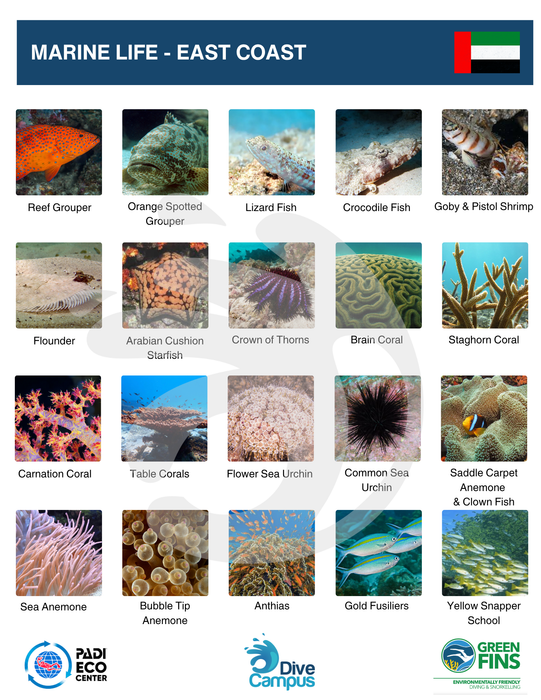 Fun dive at East Coast for Certified Divers