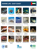 Fun dive for Certified Divers