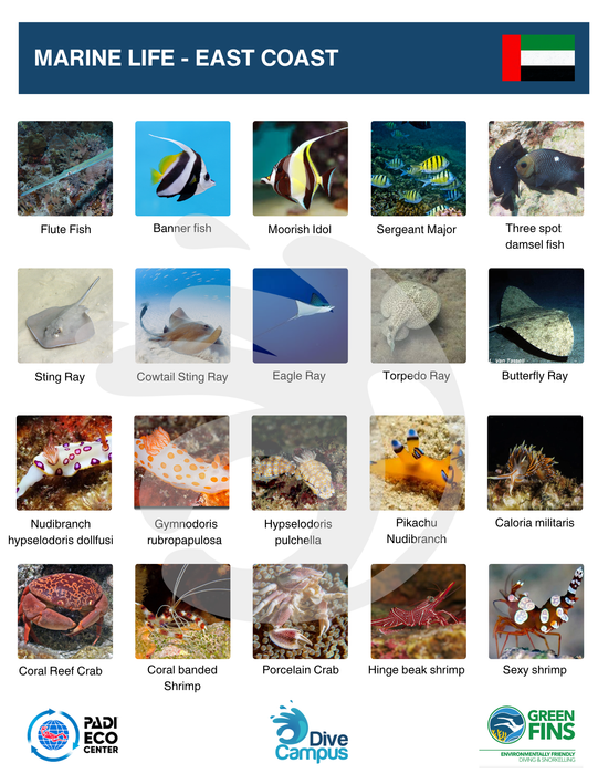 Fun dive at East Coast for Certified Divers