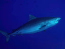 Saudi Arabia Liveaboard Trip - Feb 2025 | 7 Nights, 17 Dives