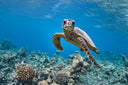 PADI Adventure Diver Course
