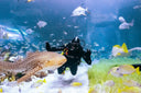 PADI Open Water Diver Course - Begin your diving journey!