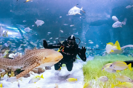 PADI Open Water Diver Course - Begin your diving journey!