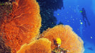 Coral Reef Conservation Specialist - divecampus