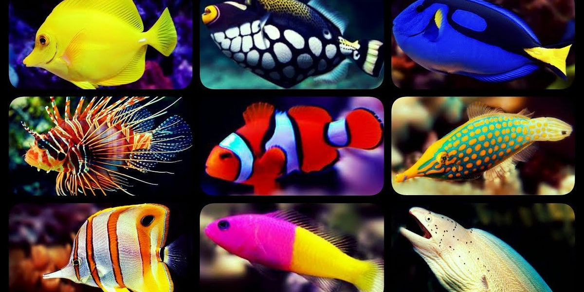 Fish Full Color Types of Aquarium Fish and Their Colors...!!! - Smart Locus