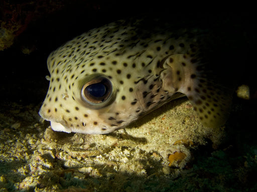 PADI Night Diver Speciality Course - divecampus