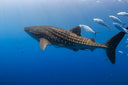 Saudi Arabia Liveaboard Trip - Feb 2025 | 7 Nights, 17 Dives