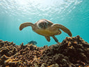 Fun dive at Fujairah with full equipment 75mins-drive-from-dubai - divecampus