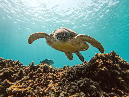 Fun dive at Fujairah with full equipment 75mins-drive-from-dubai - divecampus