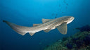 PADI AWARE Shark Conservation - divecampus
