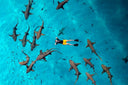 PADI AWARE Shark Conservation - divecampus