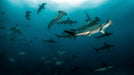 PADI AWARE Shark Conservation - divecampus