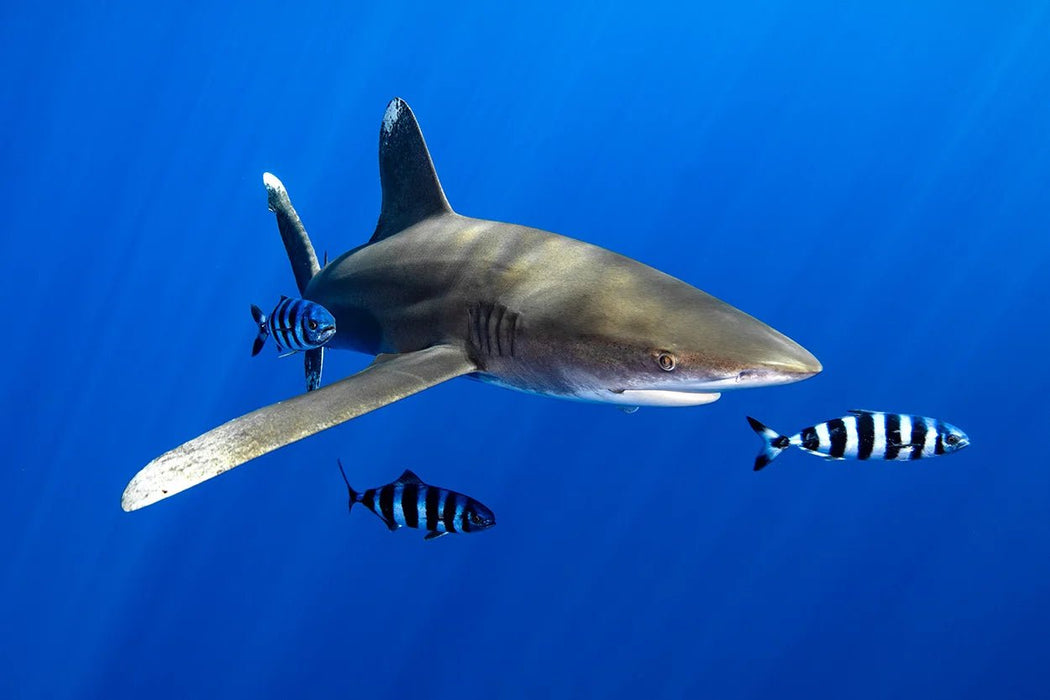 PADI AWARE Shark Conservation - divecampus