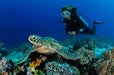 PADI Open Water Diver Course - Begin your diving journey! - divecampus