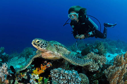 PADI Open Water Diver Course - Begin your diving journey! - divecampus