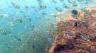 PADI Open Water Diver Course (Dubai Dives) - Become a certified diver! - divecampus