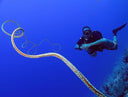 PADI Sidemount Diver Specialty Course - divecampus