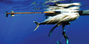 Riffe Euro Series TEAK E-90 HAWAIIAN 117 cm Speargun